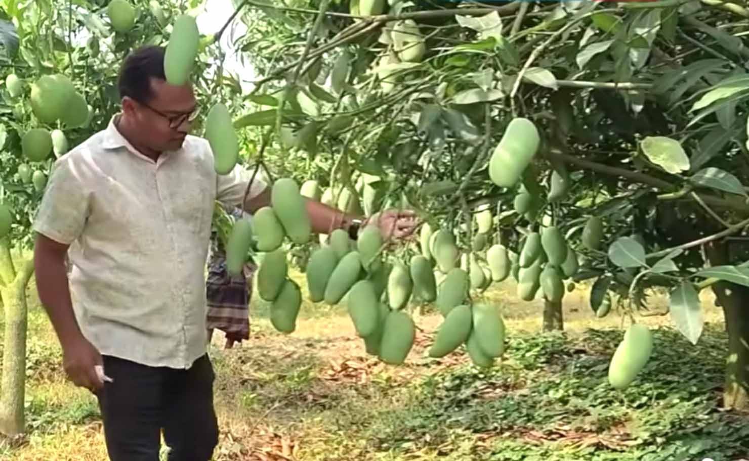 আম চাষে বাজিমাত সফল উদ্যোক্তা বকুলের